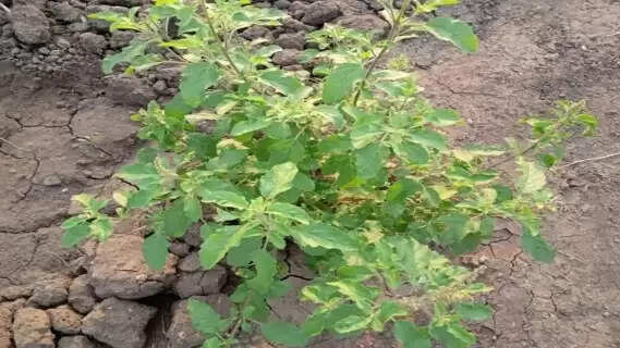 Krishnashtami 2025: Evening Ritual at Tulsi Plant for Divine Blessings and Prosperity