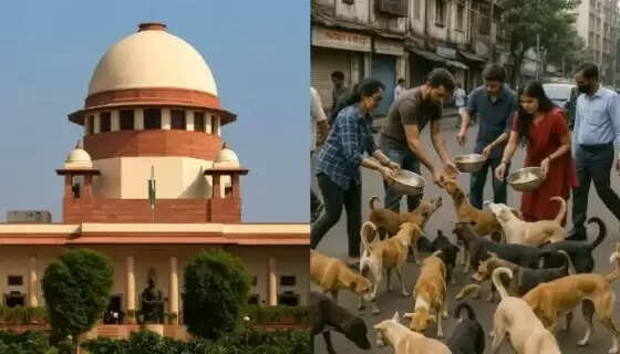 Supreme Court Shocker: Stray Dogs to Remain Free Post-Sterilization!