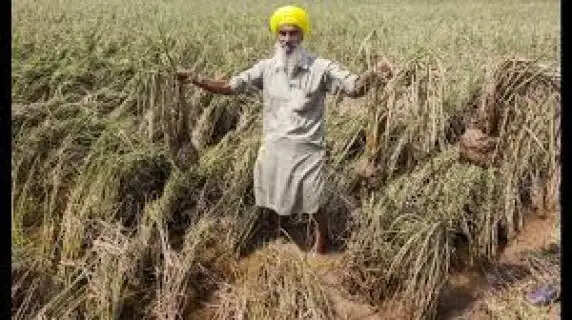 Punjab Rain Fury: Over 130,000 Acres of Crops Destroyed Govt Orders Emergency Damage Assessment