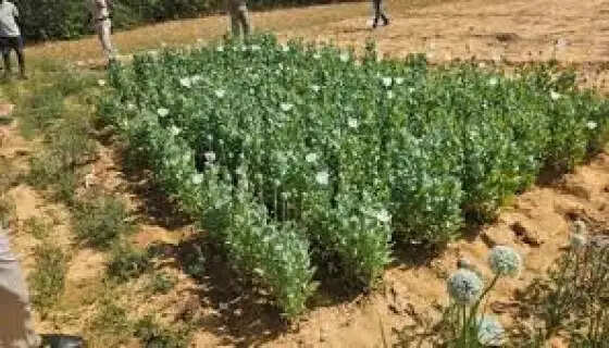 High-Tech Policing in Chhattisgarh: 3 Arrested as Drones Help Seize Illegal Opium Worth Lakhs in Raigarh