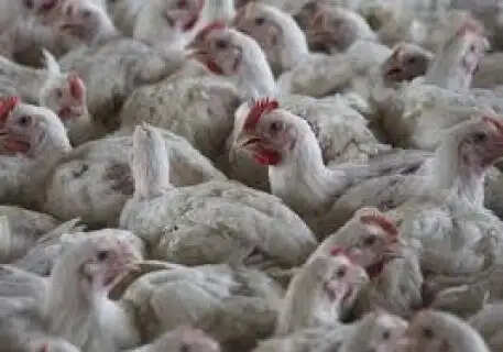 Bird Flu Outbreak in Bilaspur: 4,400 Chickens Dead; 10-km Radius Put on High Alert in Chhattisgarh