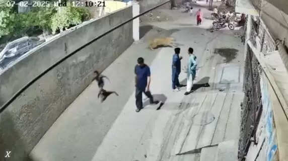 Terror on the Streets: Escaped Pet Lion Attacks Pedestrians in Karachi, Sparks City-Wide Panic