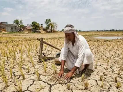 Monsoon Indifference Plunges Saran Agriculture into Crisis: Rainfall Deficit Hits 72.70%, Stalling Paddy Transplantation