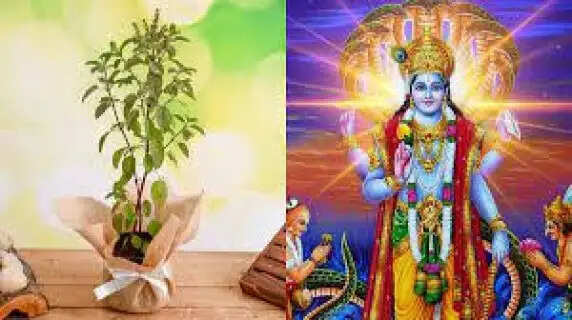 Vaishakh 2026: 5 Miraculous Tulsi Rituals to Seek Lord Vishnu’s Blessings and End Financial Woes