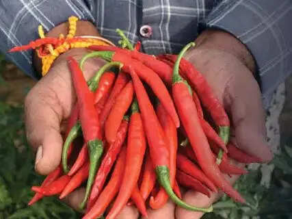 Spicy chili can get rid of your diabetes pain. Do you know what health experts say about it