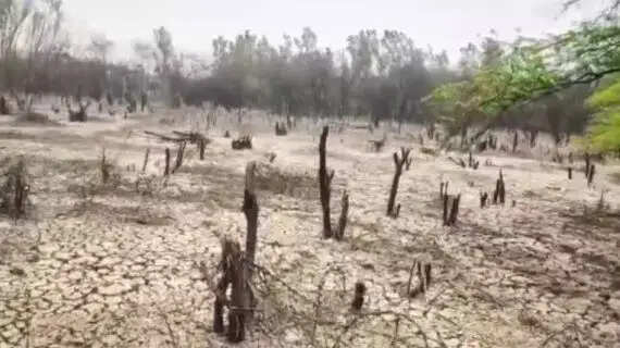 Environmental Crisis On NH-44: Toxic Discharge From Beer Factory Turns Protected Forest Into Wasteland