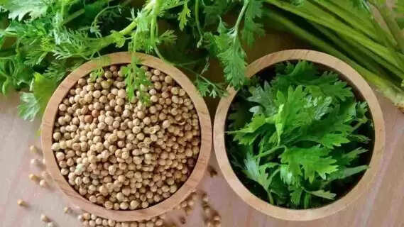 Punjabi University has developed a coriander medicine that will cure anemia in 10 days