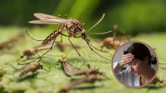 Monsoon Maladies: Understanding Chikungunya Risks and Key Symptoms This Rainy Season