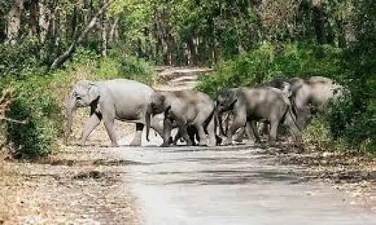 Jharkhand Bokaro wildlife : High Alert Issued After Tragic Killing of Elephant, Forest Department on Guard