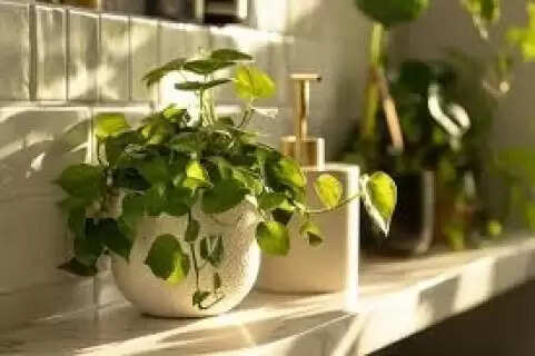 Vastu Shastra Recommendations for Placing Green Plants to Welcome New Year 2026 with Positivity