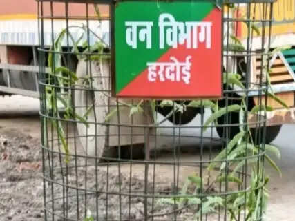 Hardoi's Historic Imli Road Set to Regain Its Lost Identity With 102 New Tamarind Trees