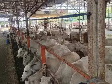 Jaipur Shelter Beats Delayed Monsoon Heat With Innovative Automation and 24-Hour Eco-Hospital
