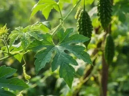 The Overlooked Green That Fights Diabetes, Boosts Immunity, and Clears Your Skin