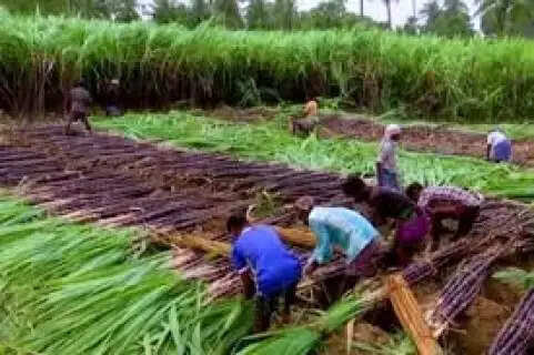 UP Sugarcane Farmers Get a Digital Shield: Middlemen Out as Government Launches Direct Seed Information Portal