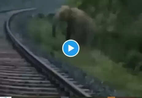 Goods train halted for two hours due to train conductor stopping for an elephant calving on the railway track