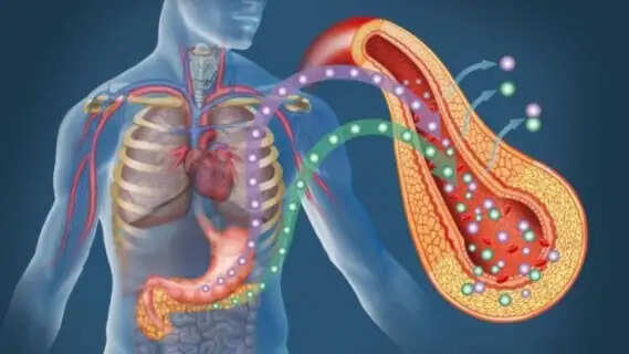 Stop Consuming Excess Protein! New Study Reveals Low-Protein Diet is the Hidden Secret to Anti-Aging and Better Metabolism for Sedentary Lifestyles
