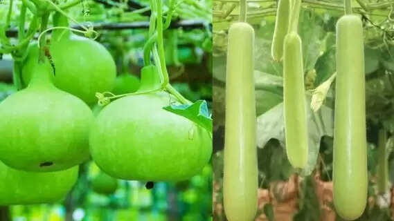 Which Is More Beneficial: Round or Long Bottle Gourd? Must-Know Differences Before Buying