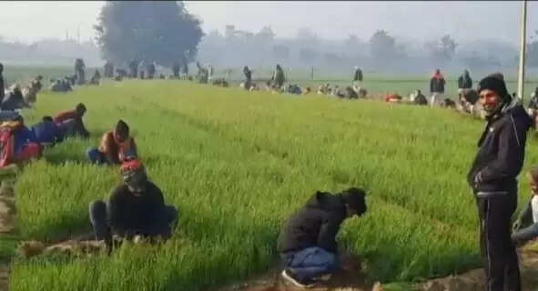 Farmers flock to the high-tech onion nursery in Deoria, getting bumper yields.