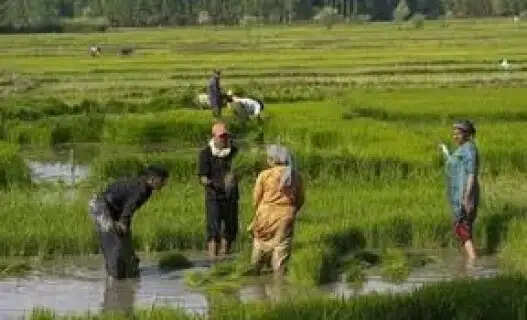 The Price of Patience Why 1.5 Lakh Jharkhand Farmers Are Still Waiting for Fair Wages